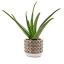aloevera.jfif