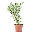 Olivenbaum